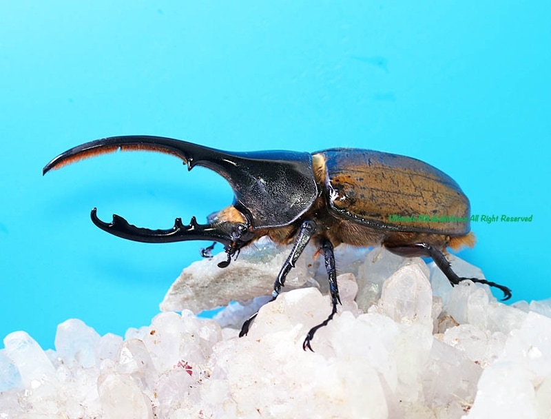 2025,2/13,14 ����WILD��ĶUltimate7 ���ƥڥ롼�ء�Dynastes��������إ饯�쥹����å����� No,2����121mm(Ƭ�Ѥ��Ȥ��Ǥ�������������)��60mmup�ڥ�