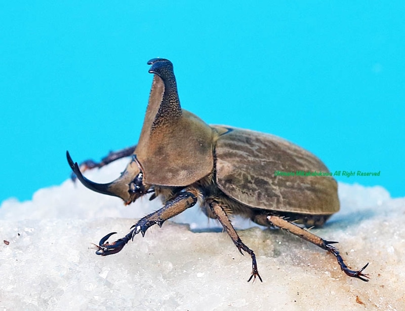 ペルー産　特大　フンボルトヒナカブト　45mm39mm ペア ペルー産フンボルトヒナカブトWILDペア | Dorcus-Saga