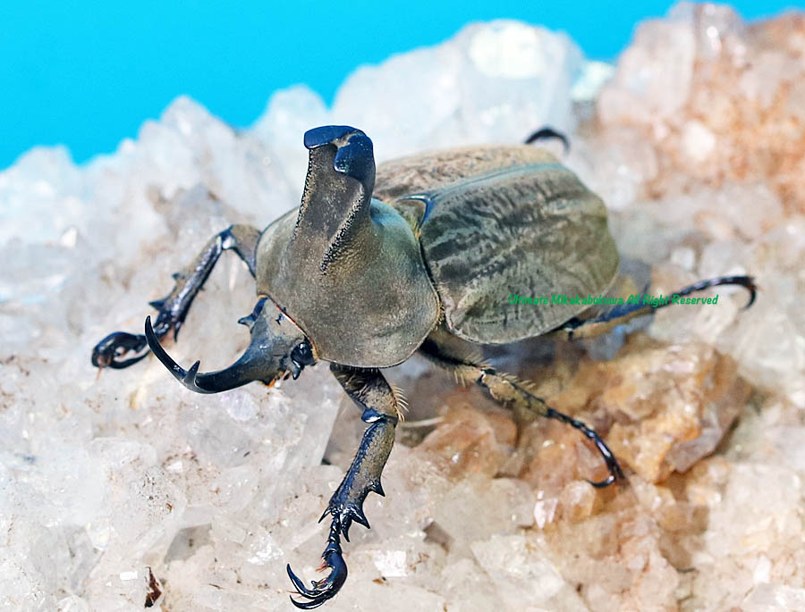 2025,2/13,14 新着WILD 超Ultimate7 南米ペルー便 6年振りの入荷