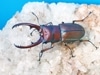 2025,2/19 WILDNext Vanguard 11ޥ졼&̥ܥͥءǥߥ̥ޥNo,3B62mm괰ʥڥ