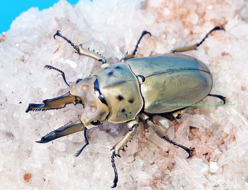 2025,2/19 ����WILD��Next Vanguard ����11��ޥ졼����&�̥ܥ�ͥ��ء��⥻�ꥪ�����󥪥ˡ�No,1����67mm��42mm�ڥ�