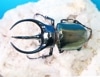 2025,2/19 WILDNext Vanguard 11ޥ졼&̥ܥͥءޥ졼֥ȡNo,3109mm  ڥ
