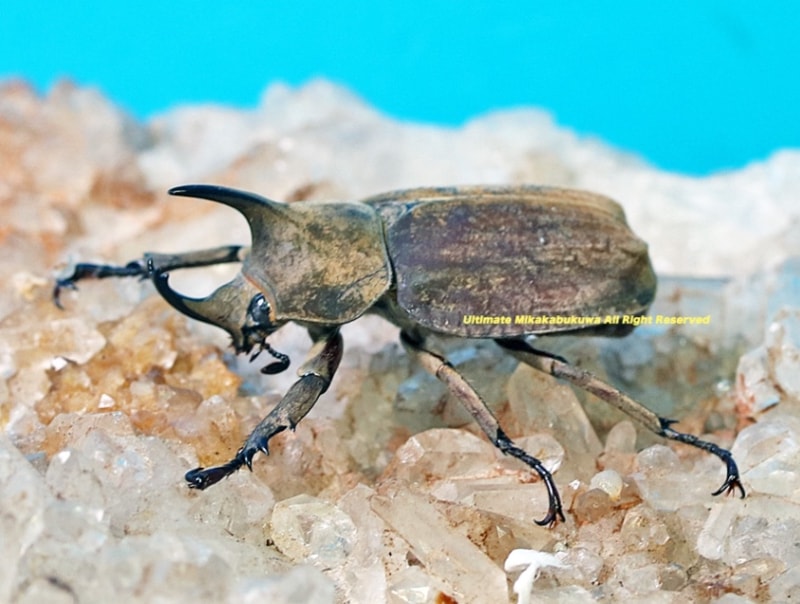 2025,3/11WILDĶUltimate9 ƥɥءǥҥʥ֥ȡ No,533-35mm Bڥ