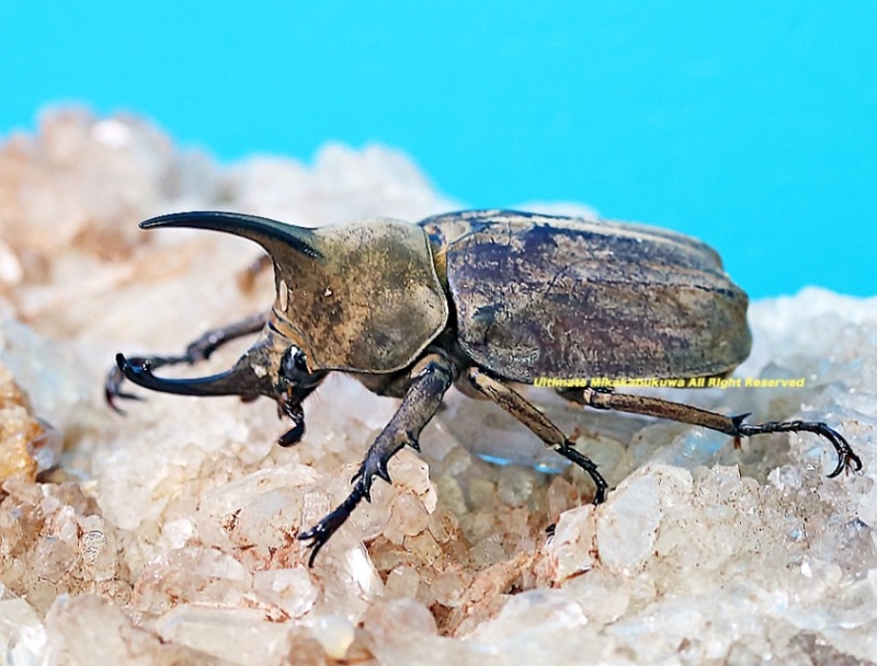 2025,3/11WILDĶUltimate9 ƥɥءǥҥʥ֥ȡ No,438mm Bڥ