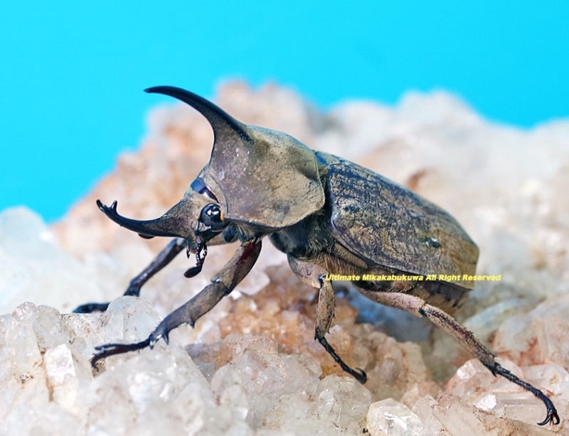 2025,3/11WILDĶUltimate9 ƥɥءǥҥʥ֥ȡ No,339mm ڥ