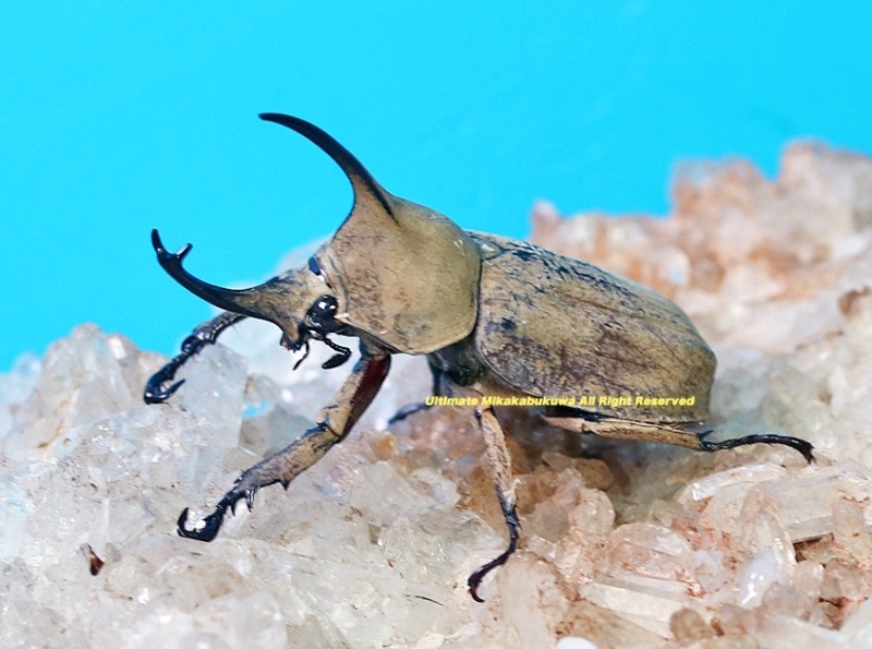 2025,3/11新着WILD 超Ultimate9 南米エクアドル便 グランディスヒナカブト No,2 ♂41mm ペア