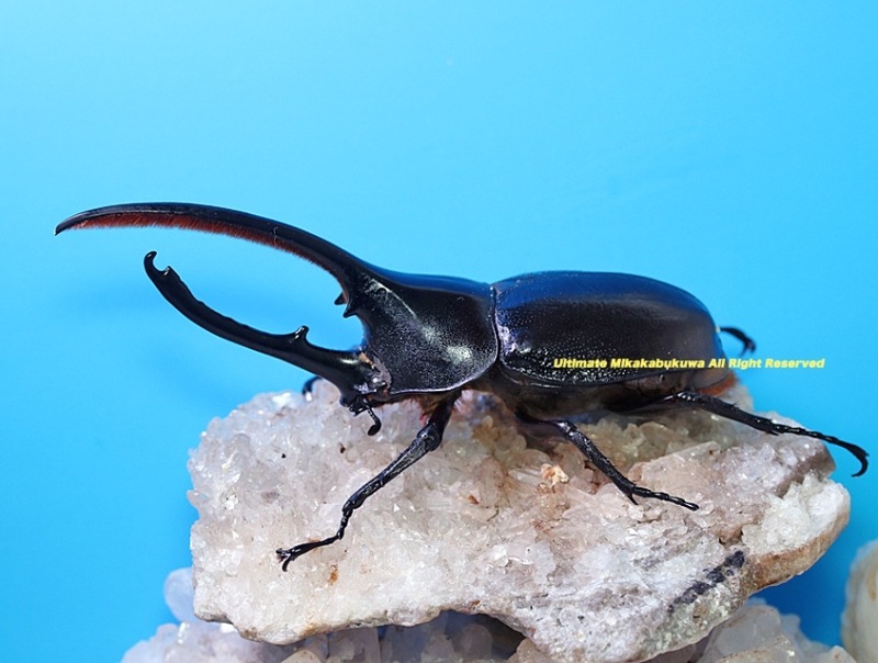 2025,3/11����WILD��ĶUltimate9 �����ƥ������ɥ��ء��إ饯�쥹���������ǥ󥿥ꥹ��No,5����B132mm����­����礱��60mmup�ڥ�