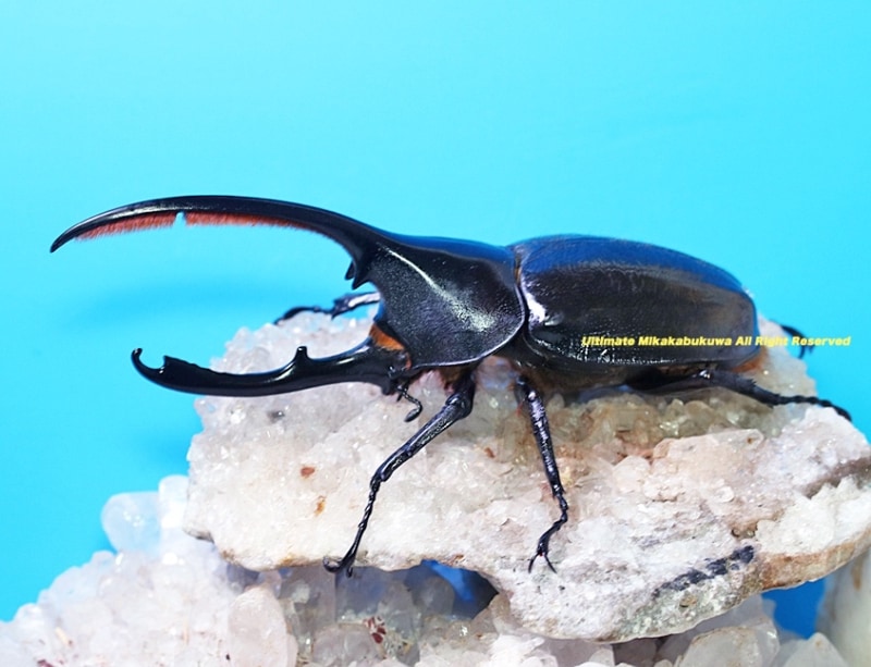 2025,3/11����WILD��ĶUltimate9 �����ƥ������ɥ��ء��إ饯�쥹���������ǥ󥿥ꥹ��No,4����130mm��60mmup�ڥ�