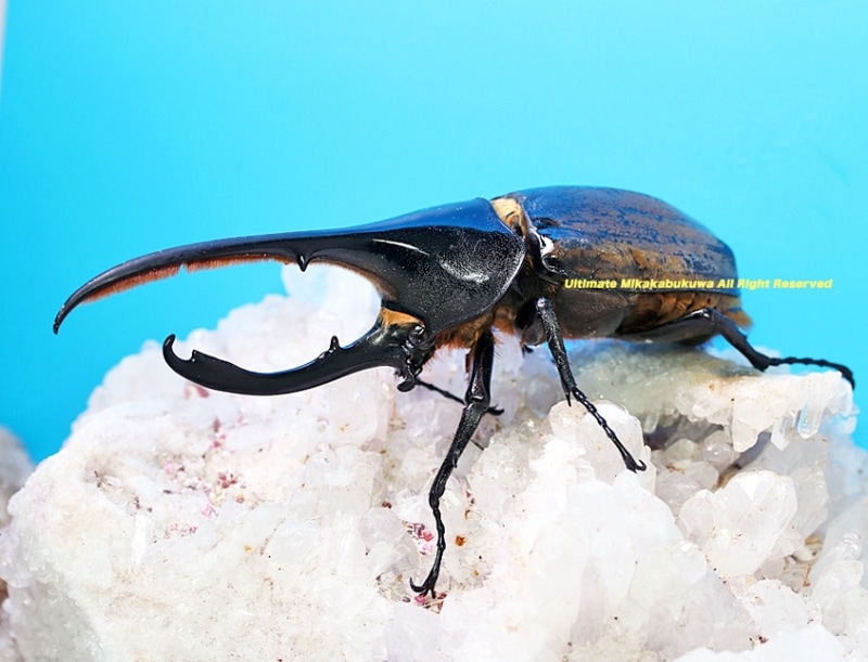 2025,3/11����WILD��ĶUltimate9 �����ƥ������ɥ��ء�Dynastes��������إ饯�쥹����å�����No,4�� ��142mm����­����礱(�礱�����ᤢ��)��60mmup�ڥ�