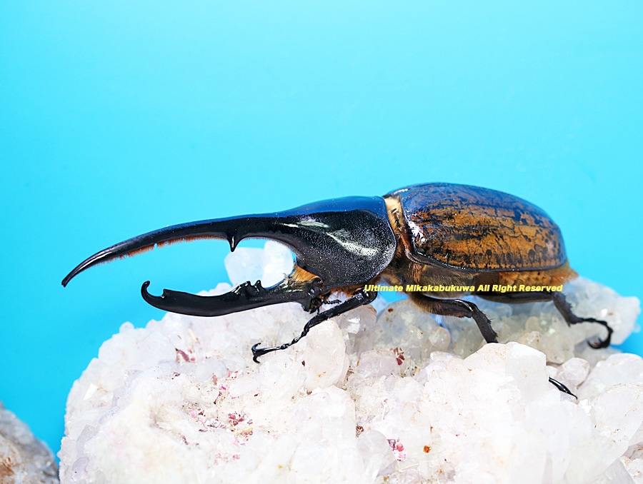 2025,3/11新着WILD 超Ultimate9 南米エクアドル便 Dynastes世界最大