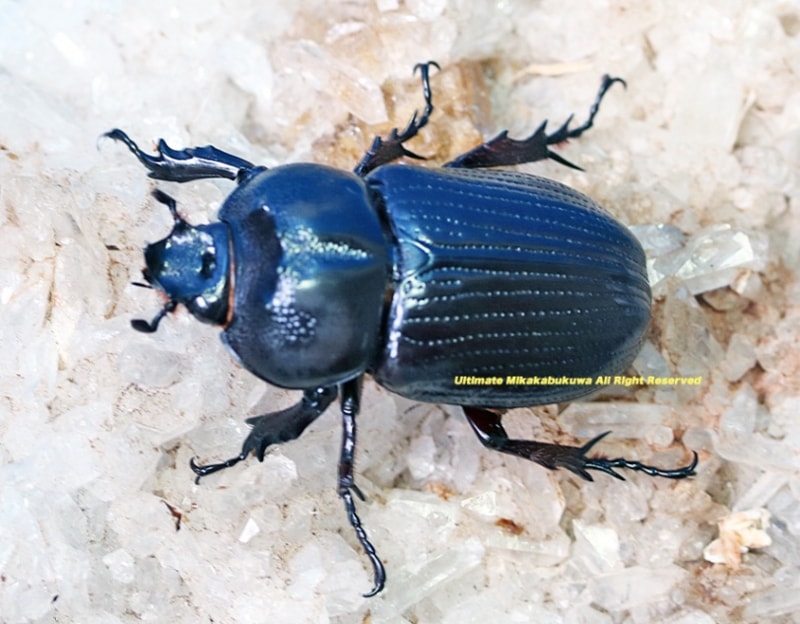 プラチナコガネ2種　ラベル無し プラチナコガネ2種 ラベル無し 2024,12/5,6 新着WILD 超