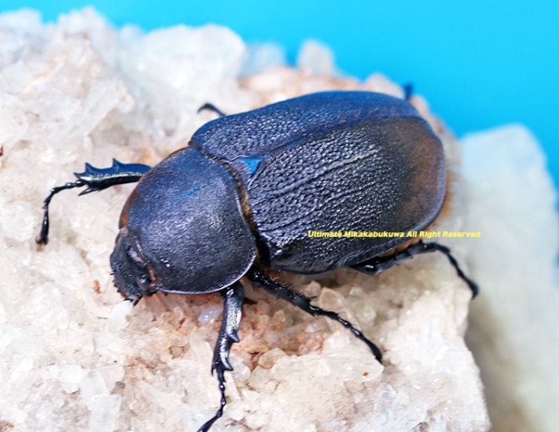 2025,3/11����WILD��ĶUltimate8 ���ƥڥ롼�ء�Dynastes��������إ饯�쥹����å����� No,7����62mm��������­����礱ñ��