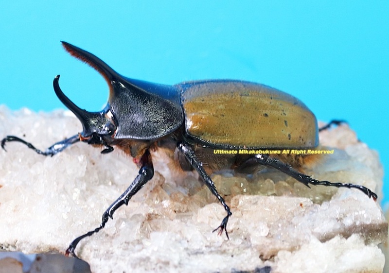 2025,3/11����WILD��ĶUltimate8 ���ƥڥ롼�ء�Dynastes��������إ饯�쥹����å����� No,5����75mm��60mmup�ڥ�