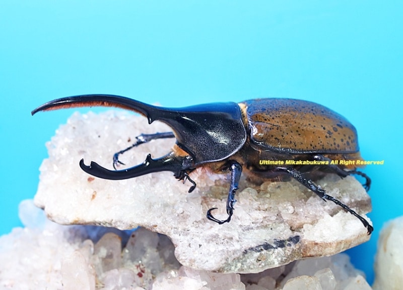 2025,3/11����WILD��ĶUltimate8 ���ƥڥ롼�ء�Dynastes��������إ饯�쥹����å����� No,3����122mm��65mmupB�ڥ�