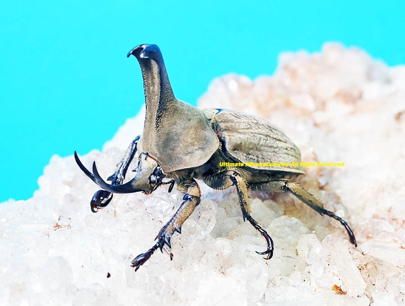 2025,3/11WILDĶUltimate8 ƥڥ롼ء֥ᥤܥҥʥ֥ȡNo,139mm+2