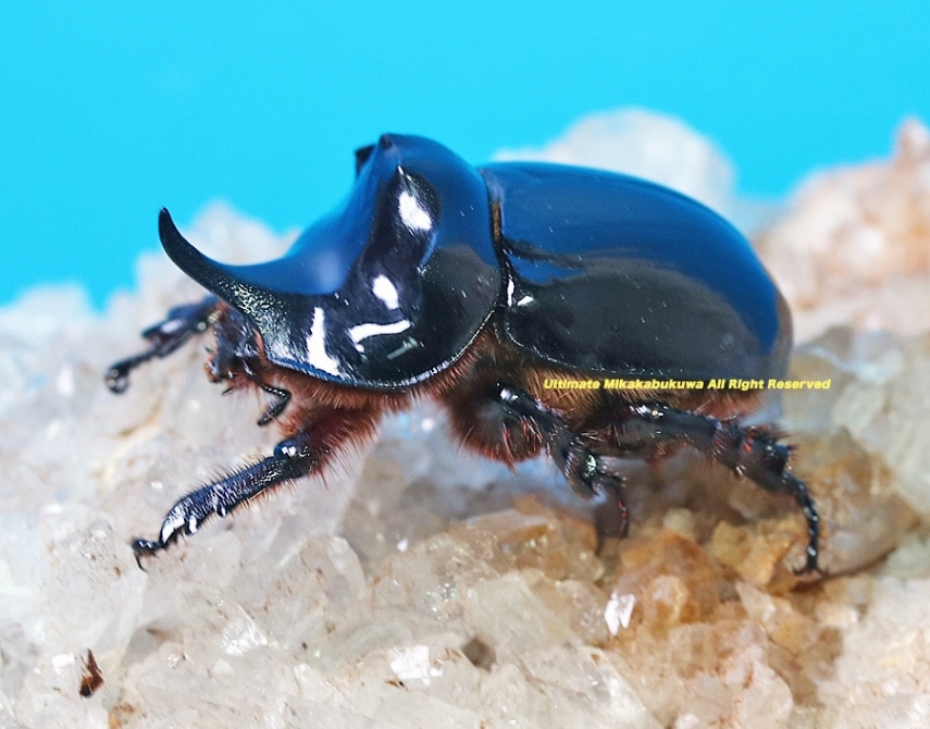 ブラジル産　ゾウカブト　89mmX47mm ブラジル産 ゾウカブト 89mmX47mm ブラジル産 ゾウカブト