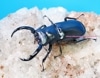5/6ޤǤĶò!!  2023ǯWILDWF1 2024ǯ1211ȥåǥ̾LS 67mm A-46mm­޷礱  ڥ