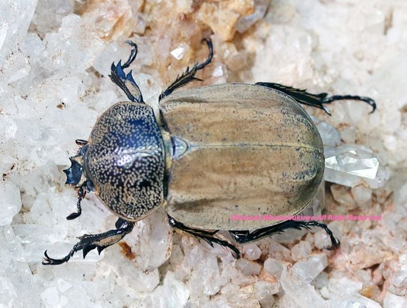 2025,4/1WILD Limited Luxury Ultimate 2 ƥӥءǹ!! ۥڥӥɥҥʥ֥ȡNo,1 28mmñ