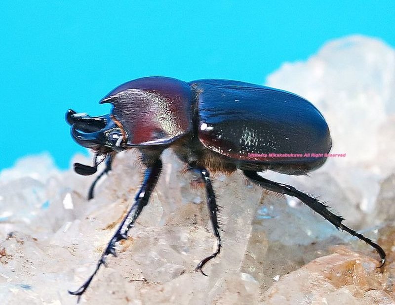 2025,4/1新着WILD Limited Luxury Ultimate 2 南米コロンビア便 世界最高峰!! 日本初入荷!!オオミツノヒナカブトssp.ルブリコリス No,6 ♂25mm ペア(S/N 20250401-6)