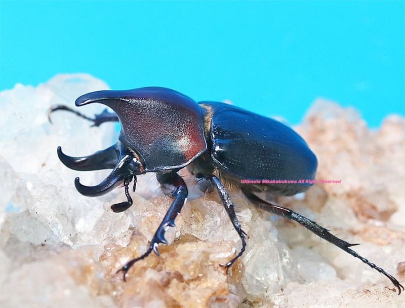 2025,4/1新着WILD Limited Luxury Ultimate 2 南米コロンビア便 世界最高峰!! 日本初入荷!!オオミツノヒナカブトssp.ルブリコリス No,4 ♂27mm ペア(S/N 20250401-4)