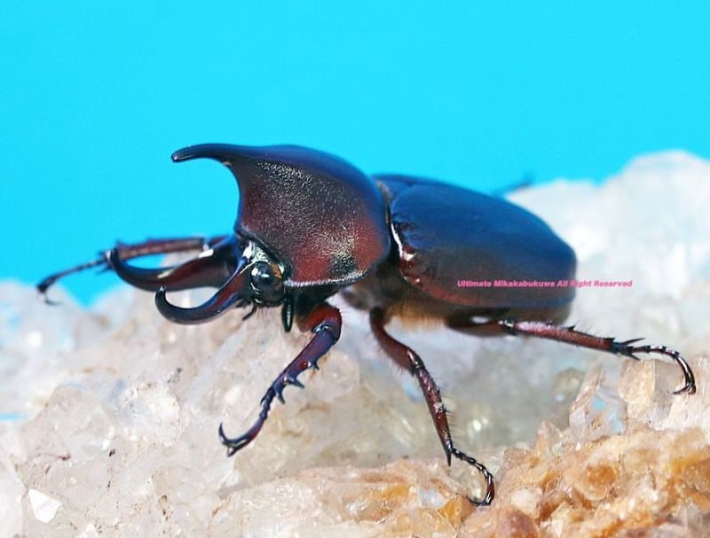 2025,4/1新着WILD Limited Luxury Ultimate 2 南米コロンビア便 世界最高峰!! 日本初入荷!!オオミツノヒナカブトssp.ルブリコリス No,2 ♂27mm ペア(S/N 20250401-2)