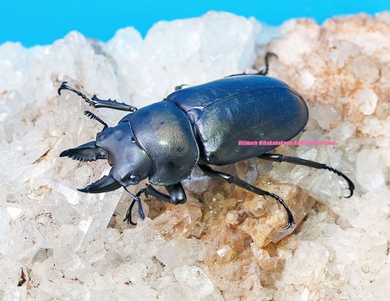 フルストルファーオウゴンオニ幼虫3頭 フルストルファーオウゴンオニ幼虫3頭