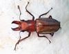 2024ǯWILDWF1 2025ǯ22ǹ!! 奦ۥ(åɥ顼) 29mm+2Ƭ