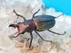 2024ǯWILD�����WF1 ��2025ǯ��2�����2������ǹ���!! ���奦�ۥ�����(�Ρ��ޥ륫�顼)�� ��28mm+��2Ƭ