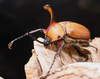 2023ǯWILDWF1 2024 8-12¨֥꡼ɡե󡡡51mmڥ
