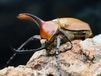 2023ǯWILDWF1 2024 9-12¨֥꡼ɡեӥեɥ55mmڥ