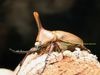 2023ǯWILDWF1 2024 9-12¨֥꡼ɡեӥեɥ50mmUPڥ