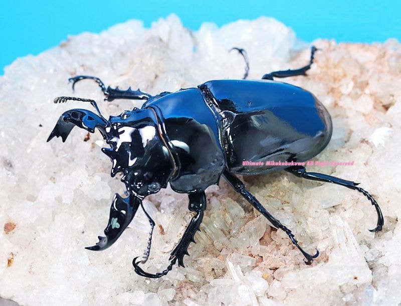 CB 2025年3月羽化 休眠中(4/13現在) タランドゥスオオツヤ ♂72mm ペア