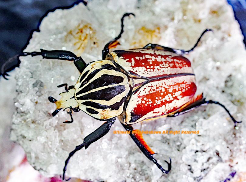 1度もインブリードしていないNEW血統 2025年5月から孵化 最高峰