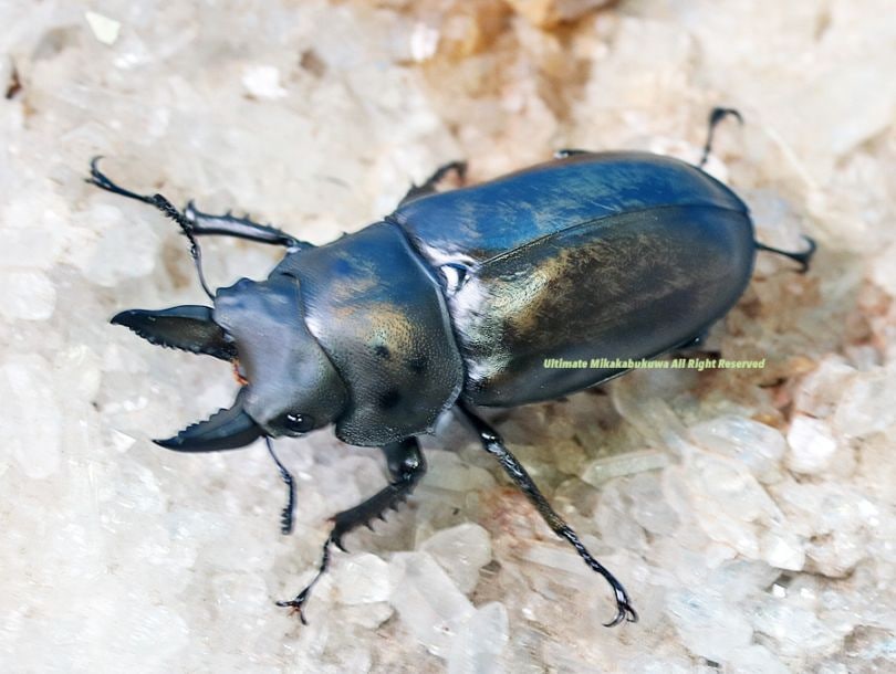2024年WILDからのWF1 2025年♂4月初旬羽化♀4月初旬羽化 最高峰