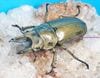 2024ǯWILDWF12025ǯ3-4̲(4/27)⥻ꥪ󥪥 54mm ڥ