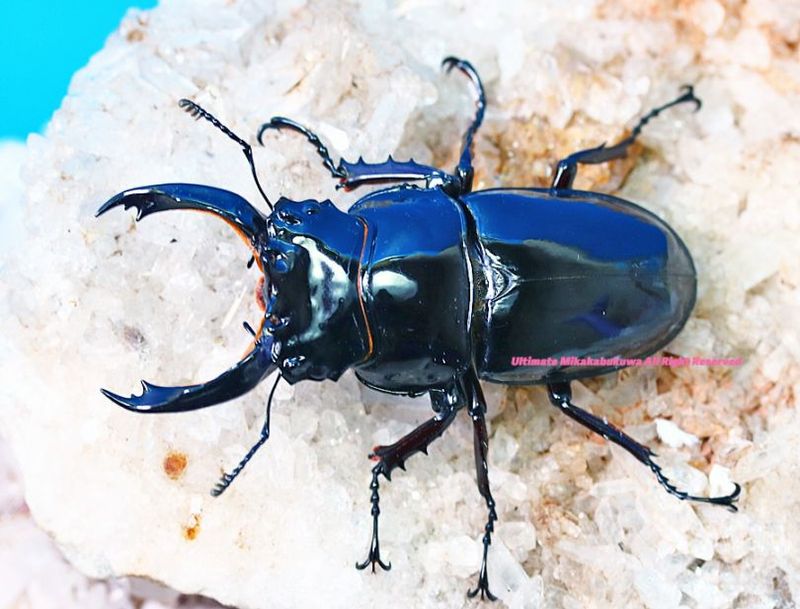 CB���᥽�ȥץ��ǹ���!! 2024ǯ11��-25ǯ1�����¨�֥꡼�ɡ������ѡ����ȥ졼��!!�쥮���������ĥ� No,3��71mm���ڥ�