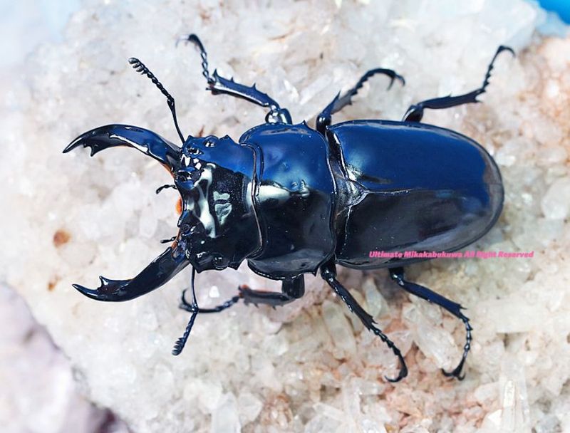 CB���᥽�ȥץ��ǹ���!! 2024ǯ11��-25ǯ1�����¨�֥꡼�ɡ������ѡ����ȥ졼��!!�쥮���������ĥ� No,7��69mm���ڥ�