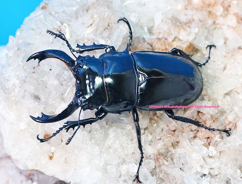 CB���᥽�ȥץ��ǹ���!! 2024ǯ11��-25ǯ1�����¨�֥꡼�ɡ������ѡ����ȥ졼��!!�쥮���������ĥ� No,8��69mm���ڥ�