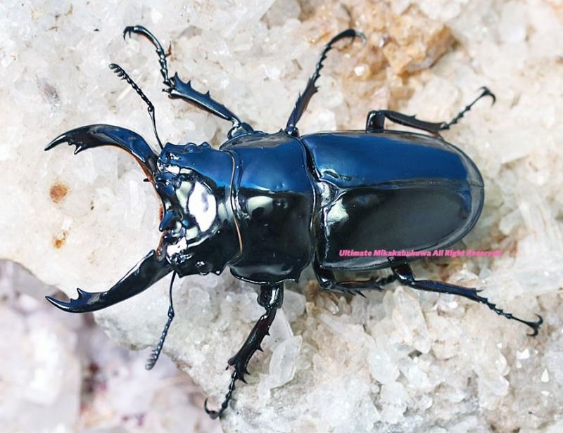 CB���᥽�ȥץ��ǹ���!! 2024ǯ11��-25ǯ1�����¨�֥꡼�ɡ������ѡ����ȥ졼��!!�쥮���������ĥ� No,9��69mm���ڥ�