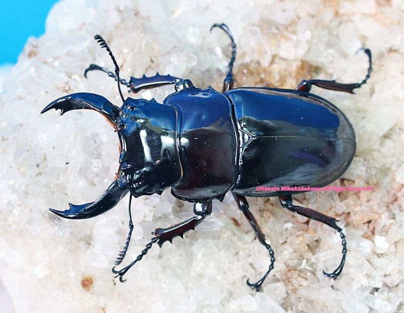 CB���᥽�ȥץ��ǹ���!! 2024ǯ11��-25ǯ1�����¨�֥꡼�ɡ������ѡ����ȥ졼��!!�쥮���������ĥ� No,10��68mm���ڥ�