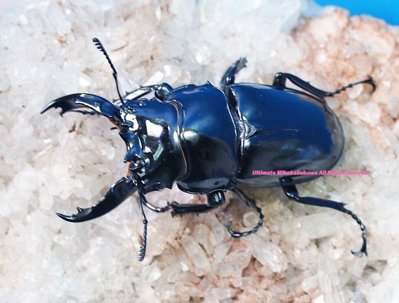 CB���᥽�ȥץ��ǹ���!! 2024ǯ11��-25ǯ1�����¨�֥꡼�ɡ������ѡ����ȥ졼��!!�쥮���������ĥ� No,14��66mm���ڥ�