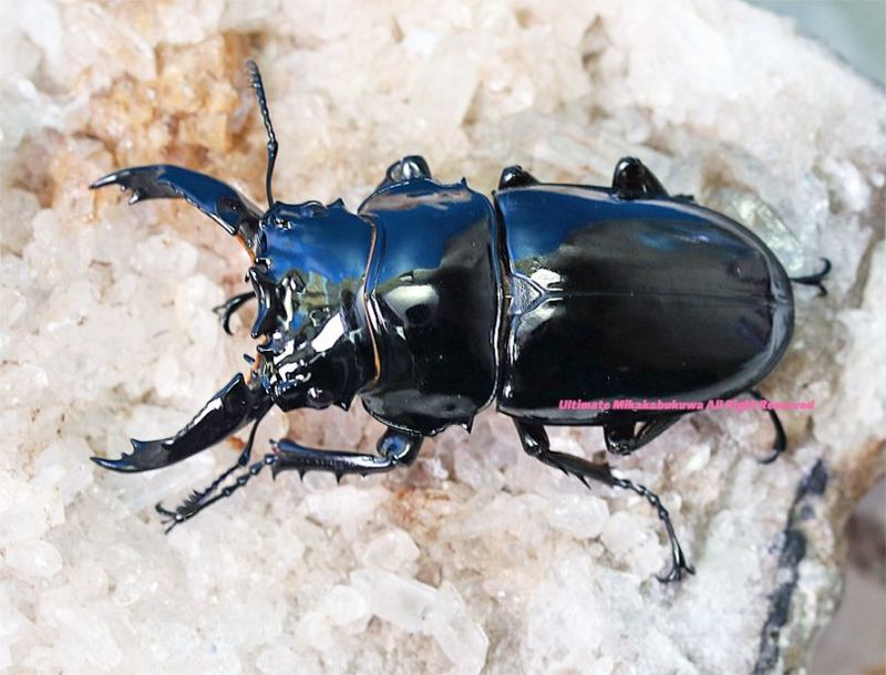 CB���᥽�ȥץ��ǹ���!! 2024ǯ11��-25ǯ1�����¨�֥꡼�ɡ������ѡ����ȥ졼��!!�쥮���������ĥ� No,15��66mm���ڥ�