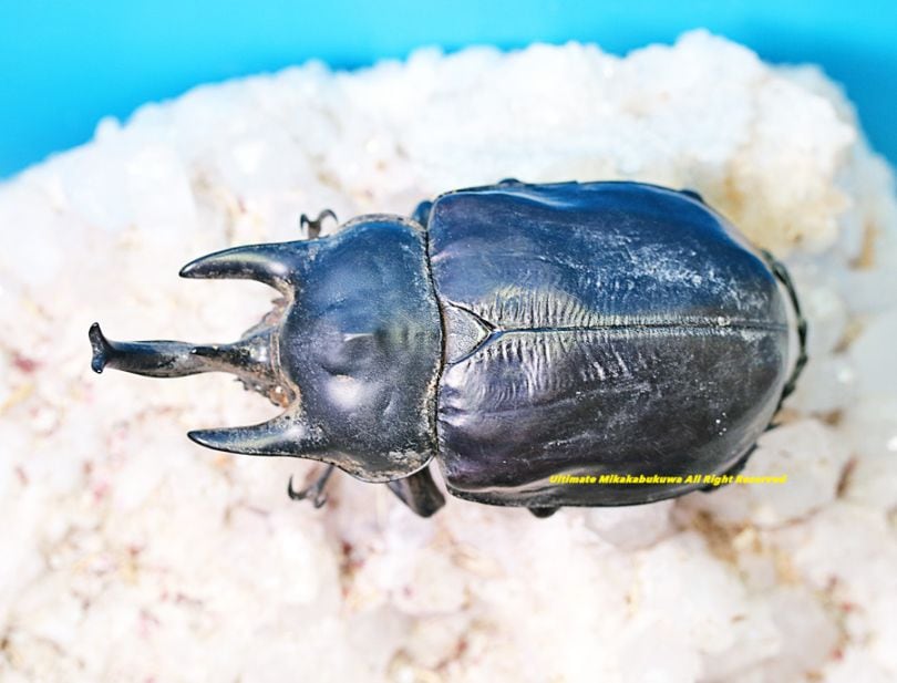 ^_^【標本】マルスゾウカブト　ペルー産　103.5ミリ　野外品 _^様専用【標本】マルスゾウカブト ペルー産 103.5ミリ 野外品