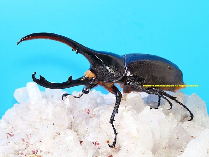 2025,5/3����WILD��ĶUltimate10 ���ƥڥ롼�ء�Dynastes��������إ饯�쥹����å����� No,4����B127mm����­����礱��60mmup�ڥ�