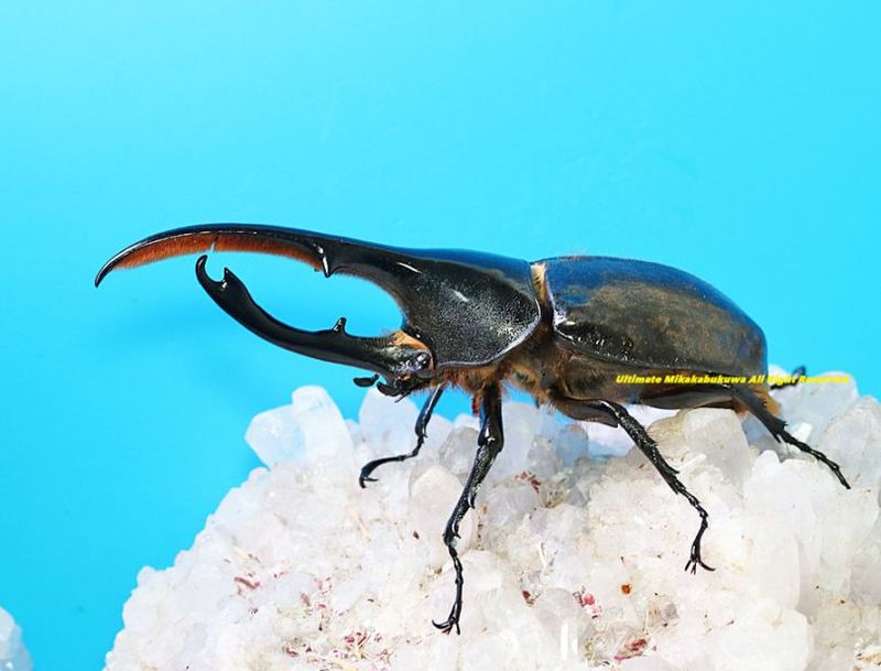 2025,5/3����WILD��ĶUltimate10 ���ƥڥ롼�ء�Dynastes��������إ饯�쥹����å����� No,3����134mm��65mmup�ڥ�