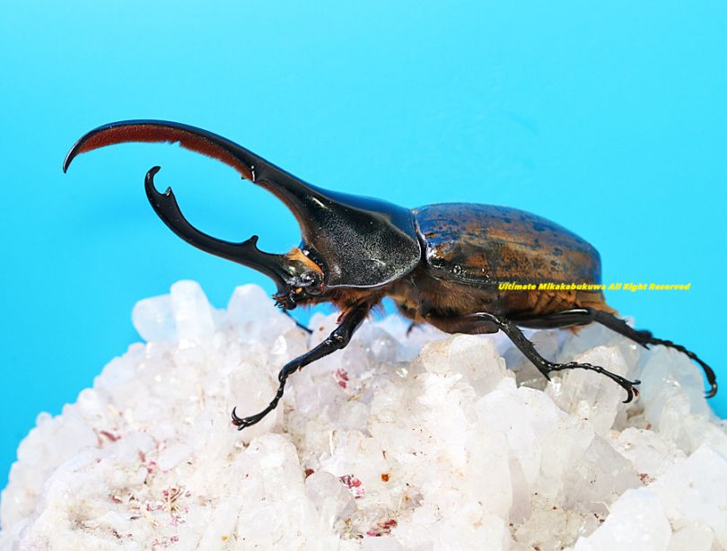 2025,5/3新着WILD 超Ultimate10 南米ペルー便 Dynastes世界最大