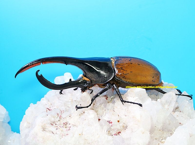 2025,5/3����WILD��ĶUltimate10 ���ƥڥ롼�ء�Dynastes��������إ饯�쥹����å����� No,1����Ķ����151mm��65mmup�ڥ�