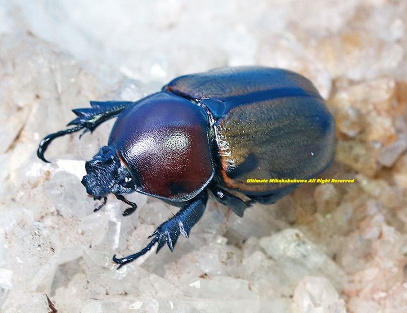 2025,5/3新着WILD 超Ultimate10 南米ペルー便 日本初入荷!! 最高峰