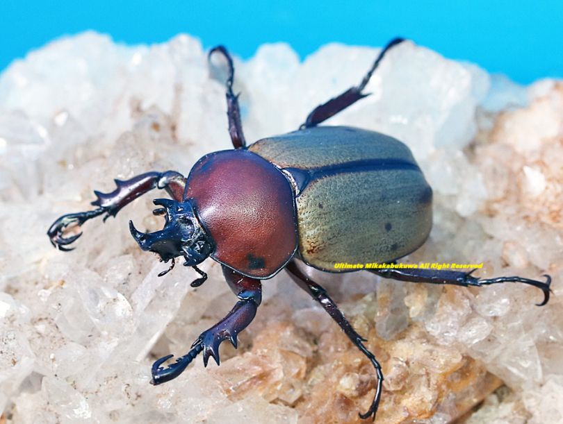 2025,5/3新着WILD 超Ultimate10 南米ペルー便 日本初入荷!! 最