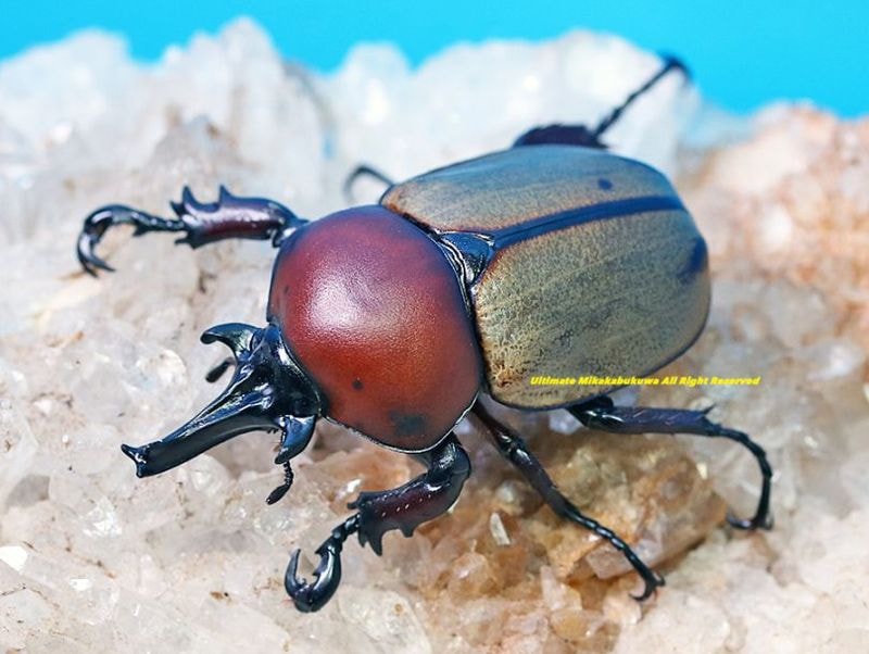 2025,5/3新着WILD 超Ultimate10 南米ペルー便 日本初入荷!! 最高峰!! ヨツボシマッシヴツノヒナカブト(レッドブラックタイプ) No,2 ♂35mmUP ペア